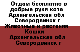 Отдам бесплатно в добрые руки кота - Архангельская обл., Северодвинск г. Животные и растения » Кошки   . Архангельская обл.,Северодвинск г.